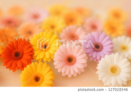 Vibrant Multicolored Gerbera Daisies Form Cheerful Spring Floral Background 127028546