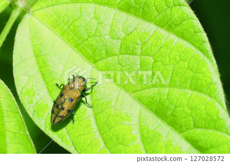 Masuda Kuroshitsu Tamugamushi Masuda Kuroshitsu Tamugamushi 127028572
