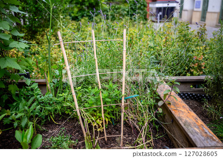 Raised garden bed with trellis supporting herbs and plants outdoors in summer Raised garden bed with trellis supporting herbs and plants outdoors in summer 127028605