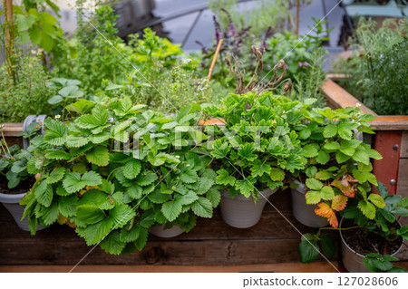 Fresh green herb and strawberry plants in pots on wooden urban garden bed Fresh green herb and strawberry plants in pots on wooden urban garden bed 127028606