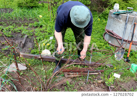 An elderly farmer ties up the branches of a grape vine in a spring garden An elderly farmer ties up the branches of a grape vine in a spring garden 127028702