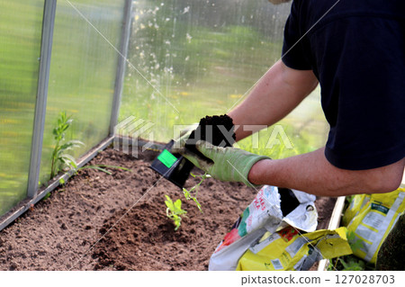 An elderly farmer took a watermelon sprout from a glass and holds a plant with a lump of earth 127028703