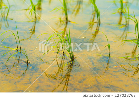 Close-up of young rice blades covered in morning dew Close-up of young rice blades covered in morning dew 127028762