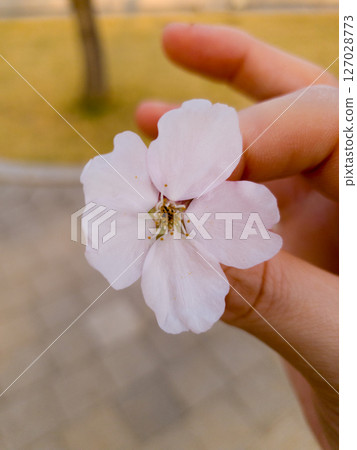 Flower of sakura on woman hand with blurred bokeh background 127028773