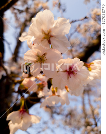 Cherry blossoms hang down the colors of the tree Cherry blossoms hang down the colors of the tree 127028779