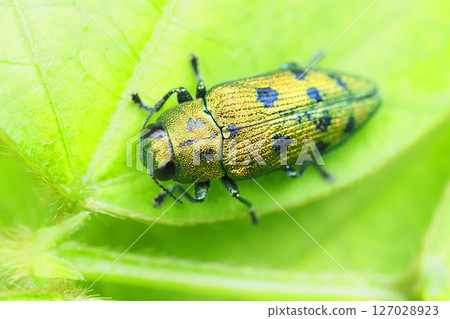 Masuda Kuroshitsu Tamugamushi Masuda Kuroshitsu Tamugamushi 127028923