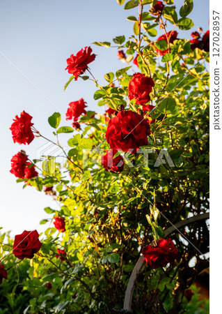 Bright red roses blooming on a lush green bush in sunlight on clear blue sky background Bright red roses blooming on a lush green bush in sunlight on clear blue sky background 127028957