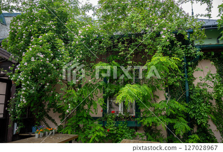 Lush green vines and blooming flowers covering house wall and window view 127028967