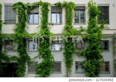 Lush green ivy climbing on a modern building facade with windows and shutters Lush green ivy climbing on a modern building facade with windows and shutters 127028968