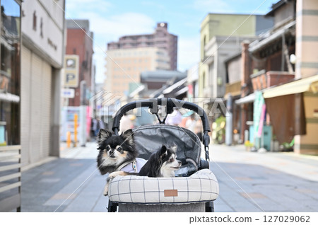 帶著狗狗在小江戶川越（埼玉縣川越市）散步 吉娃娃 127029062