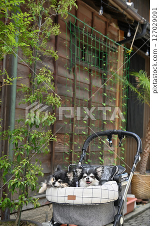 Walking with my dog in Koedo Kawagoe (Kawagoe City, Saitama Prefecture) Chihuahua Walking with my dog in Koedo Kawagoe (Kawagoe City, Saitama Prefecture) Chihuahua 127029091