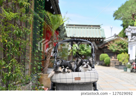 Walking with my dog in Koedo Kawagoe (Kawagoe City, Saitama Prefecture) Chihuahua Walking with my dog in Koedo Kawagoe (Kawagoe City, Saitama Prefecture) Chihuahua 127029092