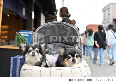 A walk with her dog in Koedo Kawagoe: A woman buying cucumbers and two Chihuahuas waiting in a cart (Kawagoe City, Saitama Prefecture) 127029194