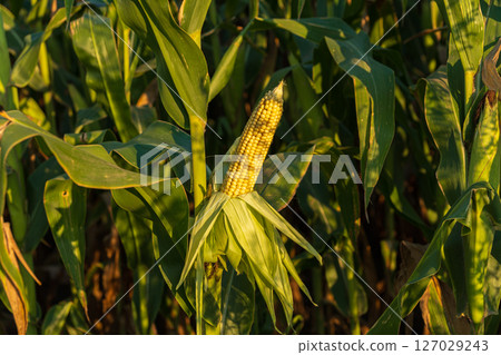 A single ear of corn hangs among tall green plants, illuminated by warm sunlight in a vibrant agricultural landscape A single ear of corn hangs among tall green plants, illuminated by warm sunlight in a vibrant agricultural landscape 127029243