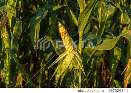 Golden ears of corn emerge from lush green leaves under sunlight, highlighting the abundant summer crop on the farm 127029244