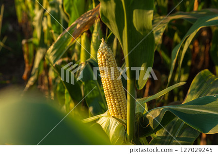 Corn plants thrive under the warm sunlight, with ripe ears ready for harvest in a lush agricultural field full of life 127029245