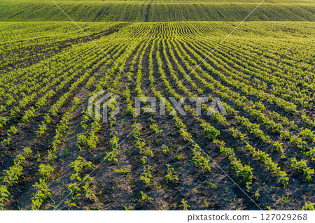 Young soybeans thrive in neatly arranged rows in a vibrant green field under bright sunlight during the warm summer season 127029268