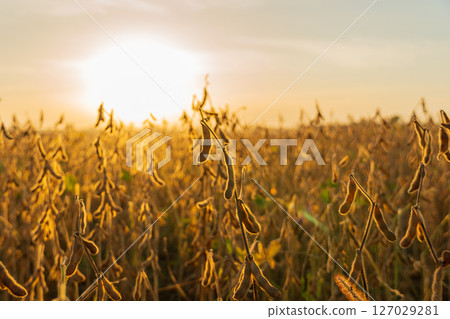 Soybean plants stand tall in a golden field as the sun sets, illuminating the pods filled with ripe soybeans ready for harvest Soybean plants stand tall in a golden field as the sun sets, illuminating the pods filled with ripe soybeans ready for harvest 127029281