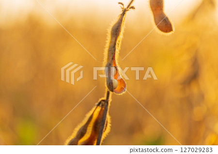 Golden sunlight illuminates soybean pods hanging from plants in a vibrant field, showcasing nature's bounty during harvest season Golden sunlight illuminates soybean pods hanging from plants in a vibrant field, showcasing nature's bounty during harvest season 127029283