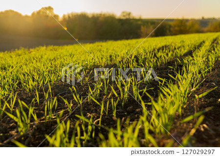 Fresh green wheat shoots rise from the soil in a winter field, basking in the gentle sunlight of a setting sun 127029297