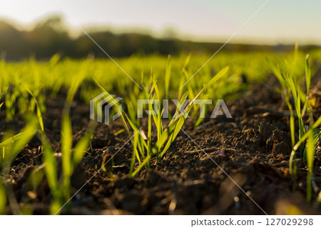 New wheat sprouts rise from the earth, reflecting the beauty of winter's growth in a lush green field during early morning light 127029298