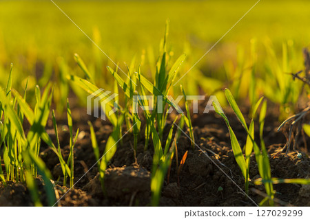 Young winter wheat sprouts emerge from fertile soil in a field, basking in warm sunlight during the growth phase of the season 127029299