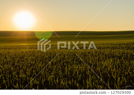 Winter wheat sprouts thrive in a lush green field, illuminated by soft sunlight during early morning hours, showcasing nature's growth Winter wheat sprouts thrive in a lush green field, illuminated by soft sunlight during early morning hours, showcasing nature's growth 127029300