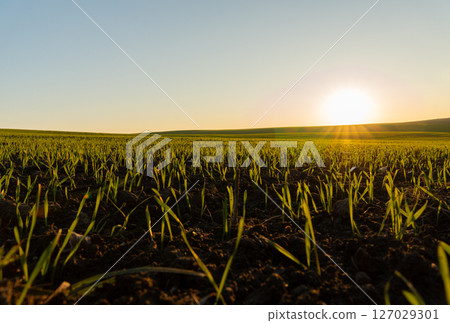 Fresh wheat sprouts emerge from dark soil under the soft light of dawn, signaling growth and renewal in a winter field Fresh wheat sprouts emerge from dark soil under the soft light of dawn, signaling growth and renewal in a winter field 127029301