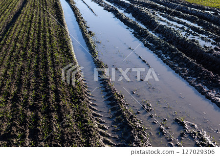 Tilled agricultural land displays muddy tire tracks filled with water, reflecting the sunlight as it glistens in the morning Tilled agricultural land displays muddy tire tracks filled with water, reflecting the sunlight as it glistens in the morning 127029306