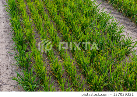 Lush green rice crops thrive in neatly organized rows, absorbing sunlight in a fertile field during the growing season 127029321