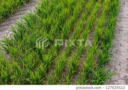 Tall rice plants thrive in neat rows under bright sunlight, highlighting the lush growth in a rural agricultural setting 127029322