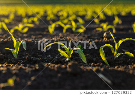 Young maize plants emerge from the dark soil, absorbing sunlight in a vibrant agricultural field during the early growing season 127029332