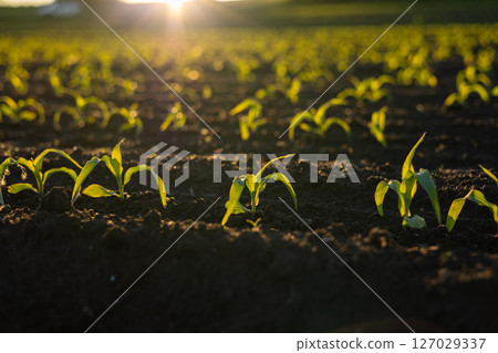 Young corn plants sprout from dark soil as sunlight gently warms the field, signaling the start of a new growing season in nature 127029337