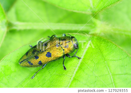 Masuda Kuroshitsu Tamugamushi 127029355