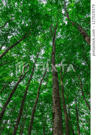 Beech forest landscape 127029379