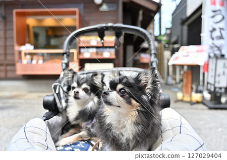 帶著狗狗在小江戶川越（埼玉縣川越市）散步 吉娃娃 127029404