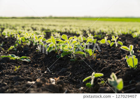 Young soybean plants emerge from rich soil, basking in sunlight on a clear day in a thriving agricultural field 127029407