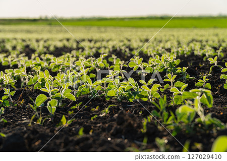 Healthy soybean plants sprout in fertile soil, soaking up sunlight in a vibrant plantation during spring 127029410