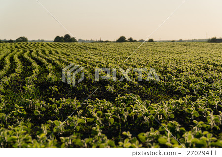 Vast rows of young soybean plants thrive in a lush field, basking in the warm light of the setting sun, promising a bountiful harvest Vast rows of young soybean plants thrive in a lush field, basking in the warm light of the setting sun, promising a bountiful harvest 127029411