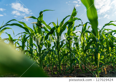 Rows of young corn plants thrive in a rural agricultural field, reaching for sunlight against a clear sky Rows of young corn plants thrive in a rural agricultural field, reaching for sunlight against a clear sky 127029424