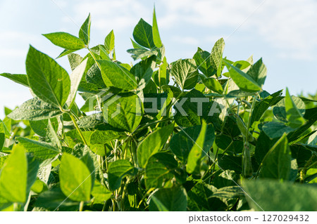 Healthy soybean plants reach towards the sunlight, showing lush green leaves in an agricultural field on a bright day 127029432