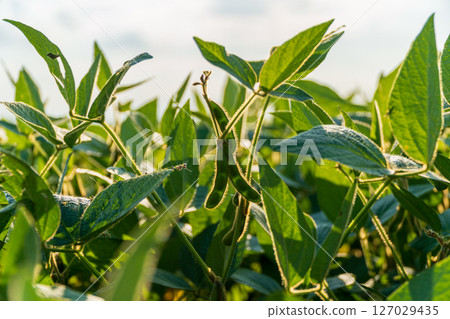 Healthy soybean sprouts flourish in a vibrant field under a bright sky, highlighting a thriving agricultural environment Healthy soybean sprouts flourish in a vibrant field under a bright sky, highlighting a thriving agricultural environment 127029435