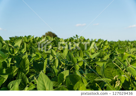 Vibrant green soybean plants thrive in a wide field, stretching towards a bright blue sky, showcasing healthy agricultural growth Vibrant green soybean plants thrive in a wide field, stretching towards a bright blue sky, showcasing healthy agricultural growth 127029436