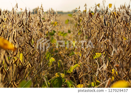 Mature soybean plants are visible in a field, indicating readiness for harvest during the growing season. The landscape reflects agricultural growth 127029437