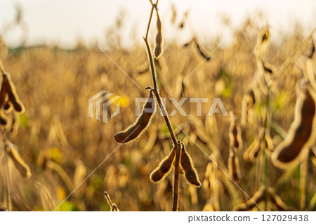 Soybean plants flourish in a vibrant field, showcasing abundant golden pods ready for harvest under a clear sky Soybean plants flourish in a vibrant field, showcasing abundant golden pods ready for harvest under a clear sky 127029438