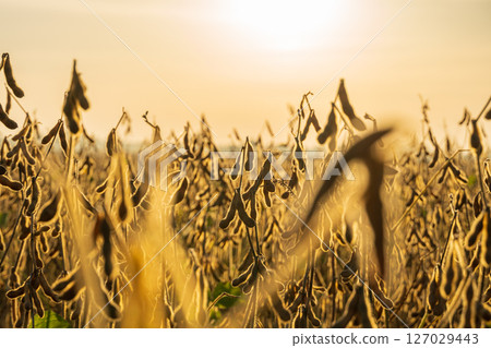 Rows of mature soybean plants stand tall with pods filled, basking in the warm glow of the setting sun on the farm 127029443