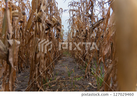 Young corn plants sprout among dry, withered stalks, highlighting the resilience of nature in a rural agricultural landscape Young corn plants sprout among dry, withered stalks, highlighting the resilience of nature in a rural agricultural landscape 127029460