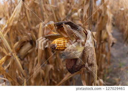 Ripe corn on the cob is nestled among dried maize plants in a rural field, signifying the harvest season 127029461