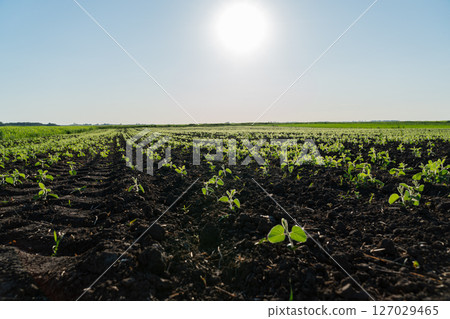 Rows of young soybean plants thrive in fertile soil, stretching across the field beneath the sun's radiant glow during summer Rows of young soybean plants thrive in fertile soil, stretching across the field beneath the sun's radiant glow during summer 127029465