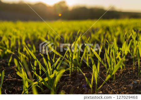 Wheat sprouts emerge from the soil in a green meadow, basking in warm sunlight during the winter season, symbolizing new growth Wheat sprouts emerge from the soil in a green meadow, basking in warm sunlight during the winter season, symbolizing new growth 127029468